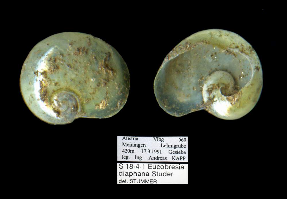 Vitrinidae Eucobresia diaphana (Draparnaud, 1805)